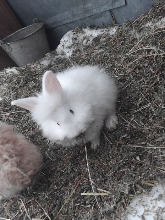 De vânzare iepuri uriaș german