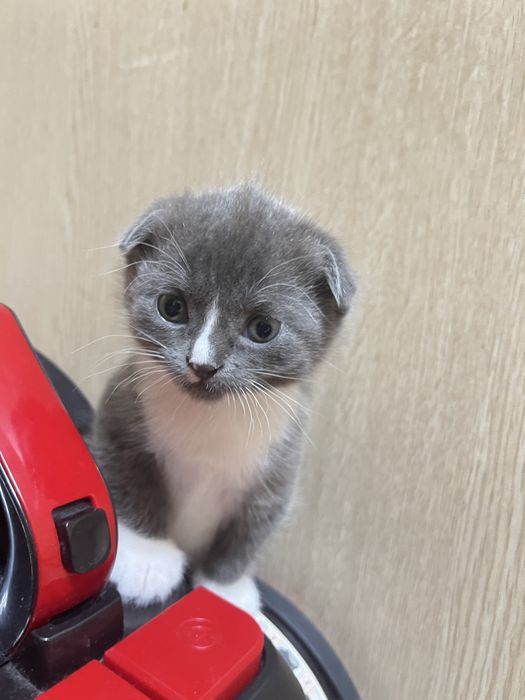 Продам котят британцы 10000