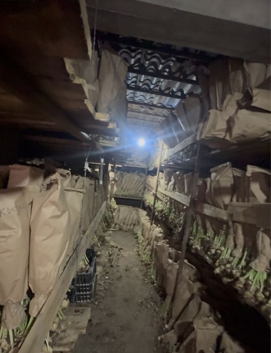 Тюльлпан оптом шымкент