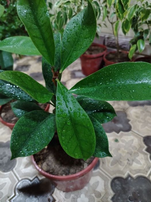 Комнатные цветы, растение, Гуллар, гул, Gul, Honaki gullar