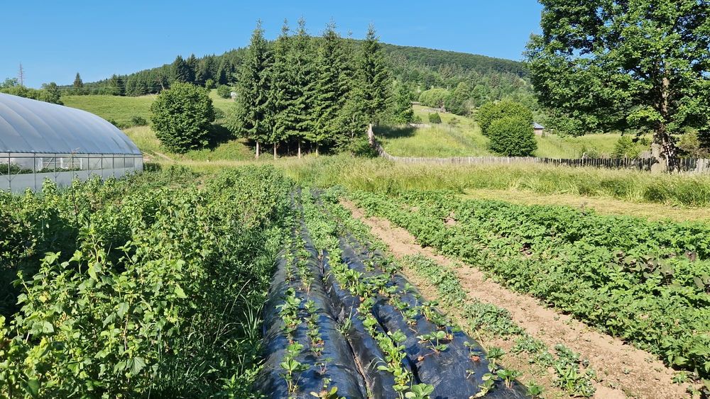 Butasi zmeur remontant si gigant, mur, coacaz rosu si negru, căpșun remontant s.a.