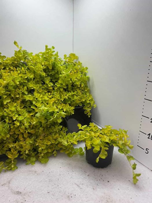 Каскадна лизимахия