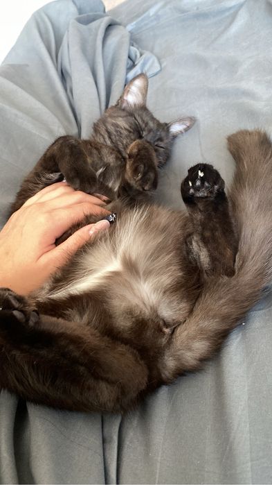 Кошечка в добрые руки