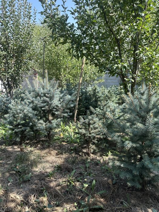 Голыбве ели оптом от 5шт 45000