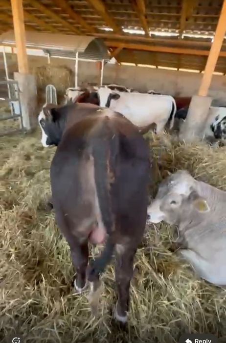 Tăurași de vânzare