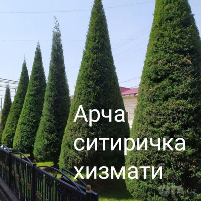 Gazon landshaft palif xizmati samarkand