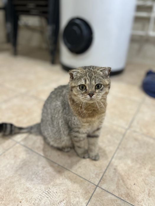 Продаются кошки.