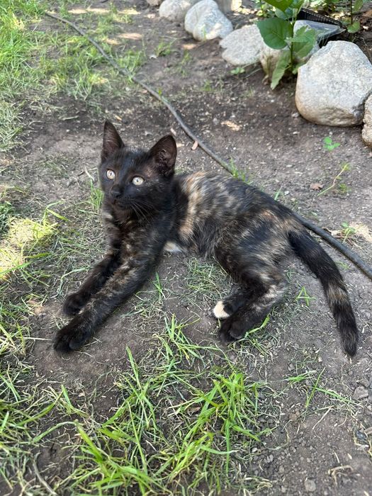 Котята 3,5 месяца