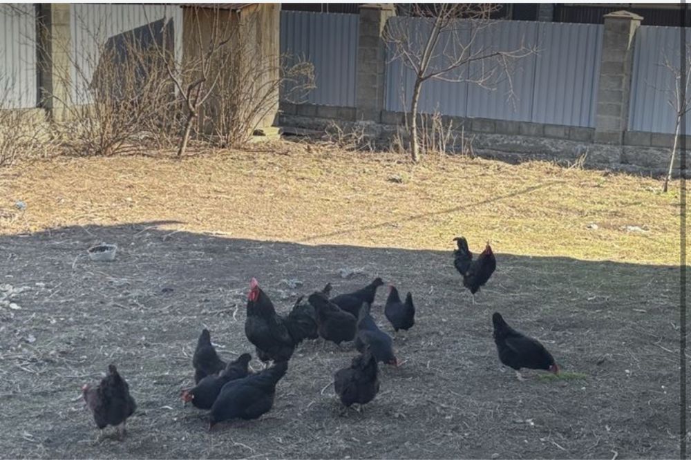 Продам домашние яйца