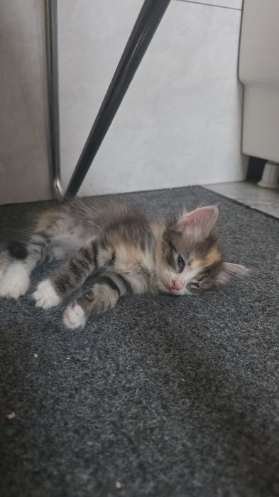 Отдам котят даром