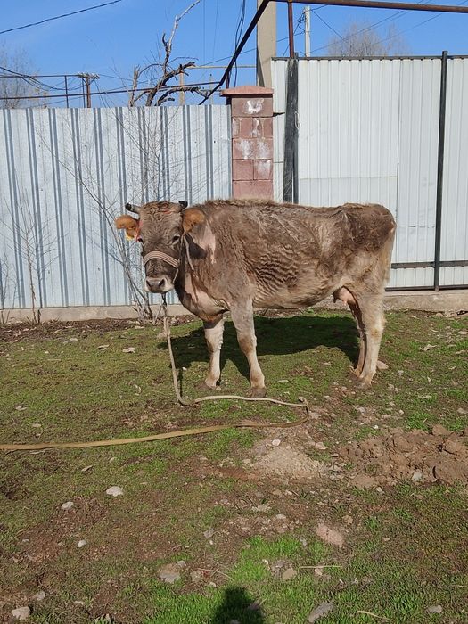 Сиыр сатылады сауын