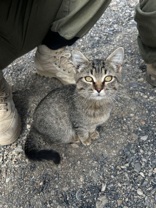 Котенок в добрые руки