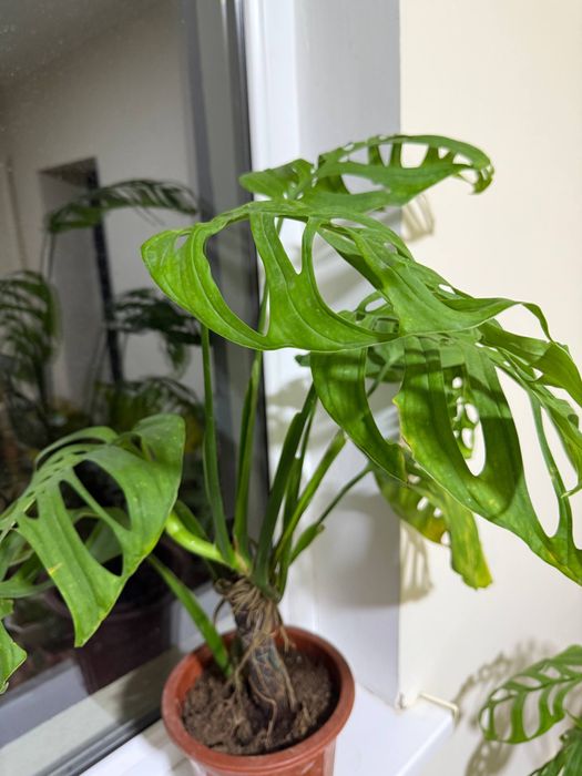 Монстера Эскелето шикарный