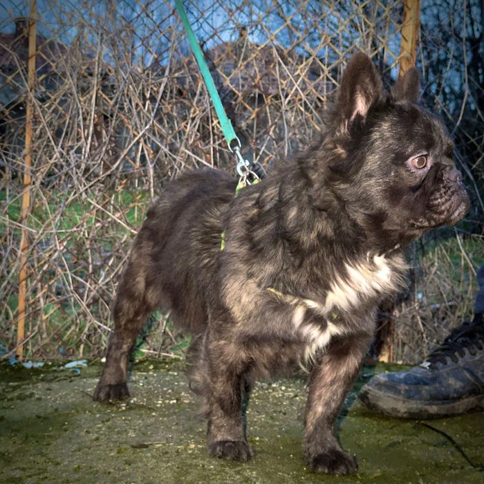 Fluffy френски булдог