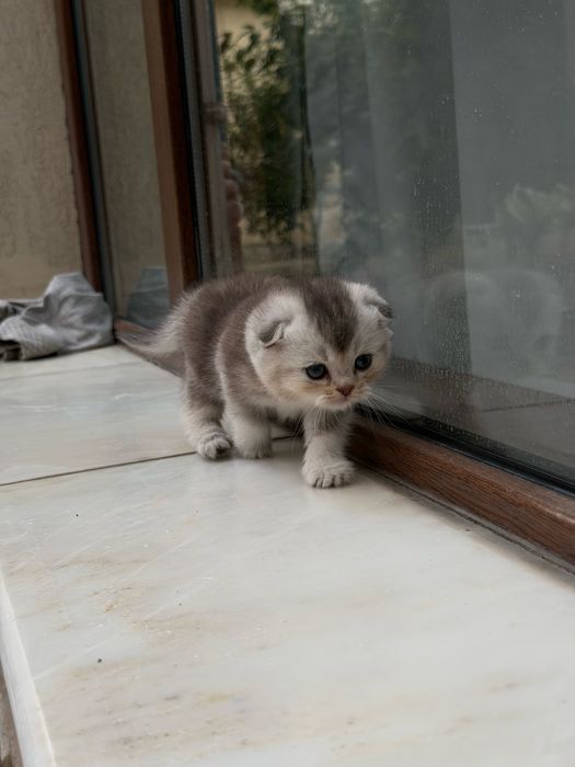 Котята веслоушки (скоттиш фолд)