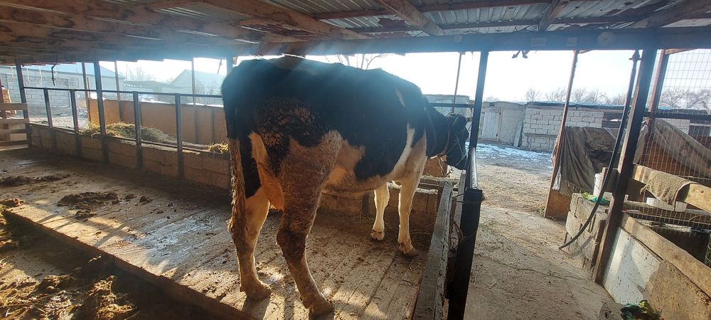 Сауынды сиыр сатылады