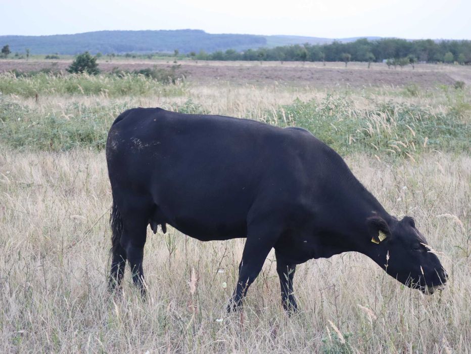 Vaci Black Angus cu pedigree