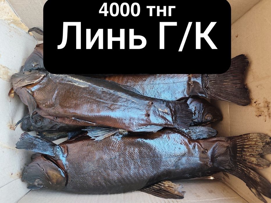 Продаю рыбу копченую