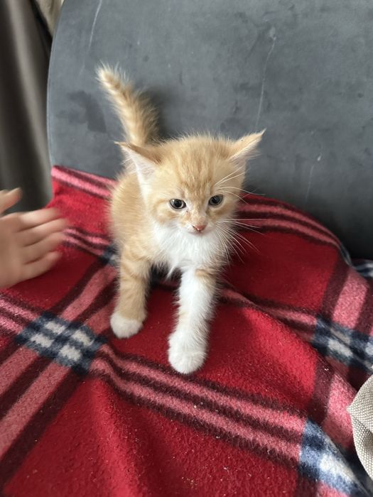 отдам котят в хорошие руки