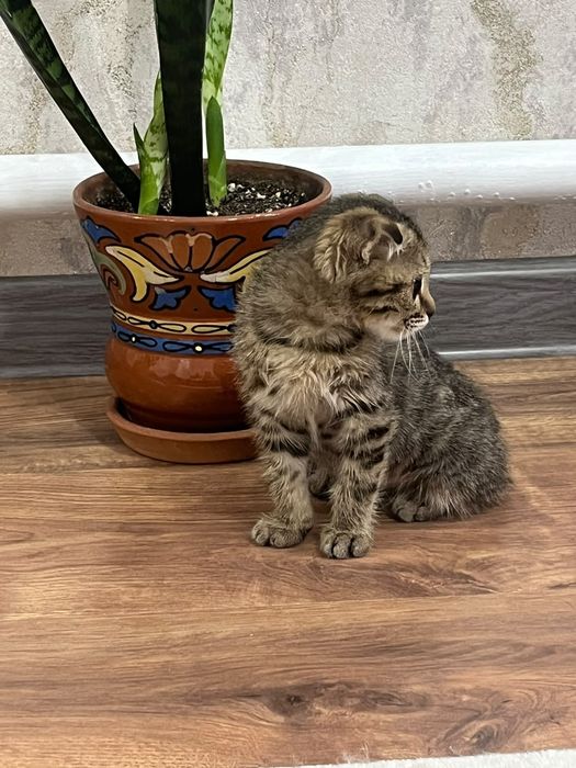 Срочно продаю котят