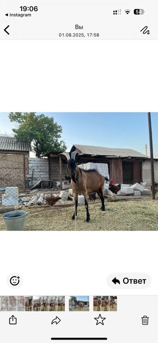 Алпі теке сатылады