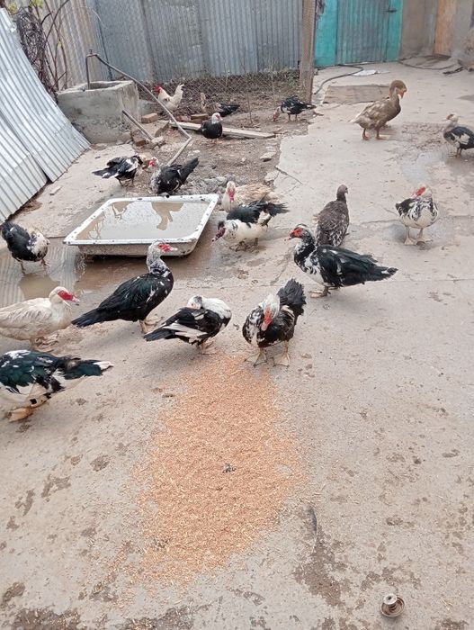 Продам индауток самки и самцы