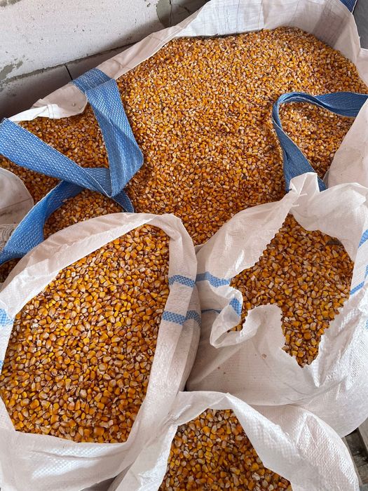 Porumb Pioneer de vânzare