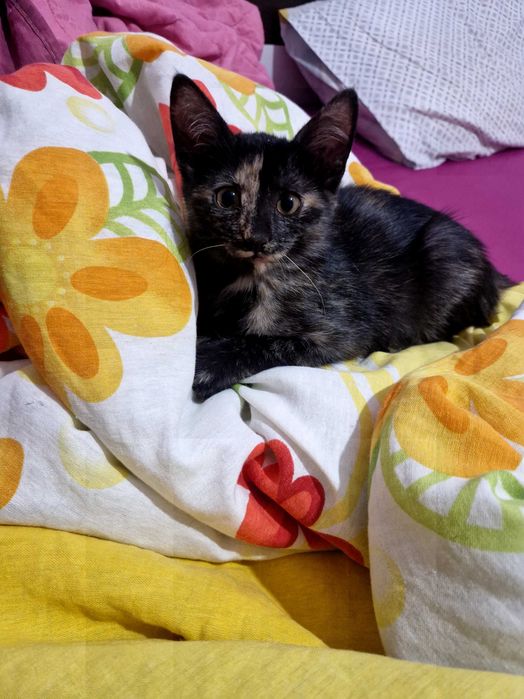 Подарявам котета