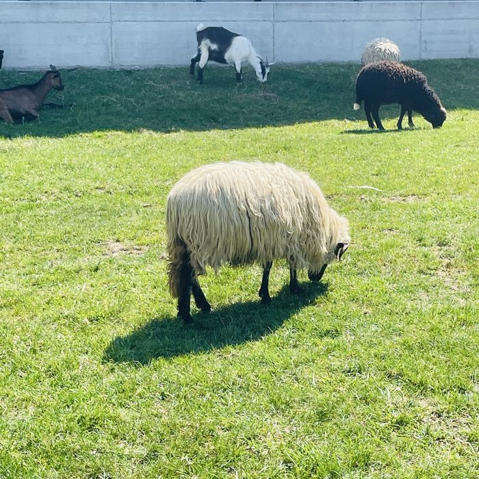 Vand oi turcane grase si bune