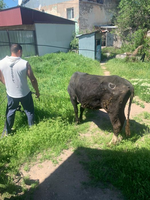 Продаю корову и тёлочку