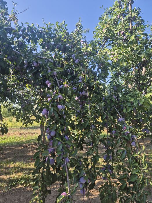 Prune de vanzare