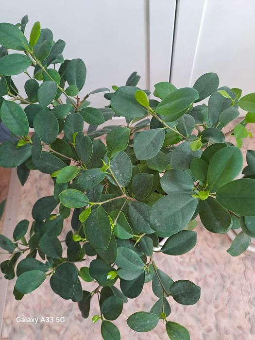 Продам цветы 2 шт