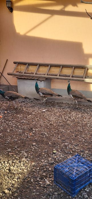 Vând păun purtător de alb 2025