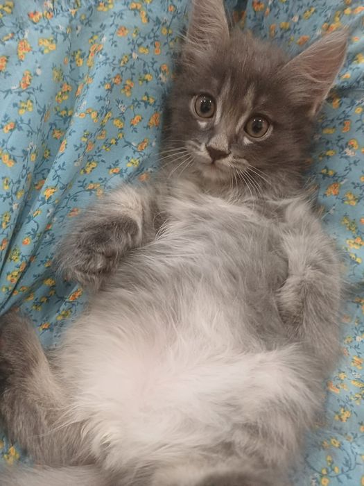 Отдам котят бесплатно