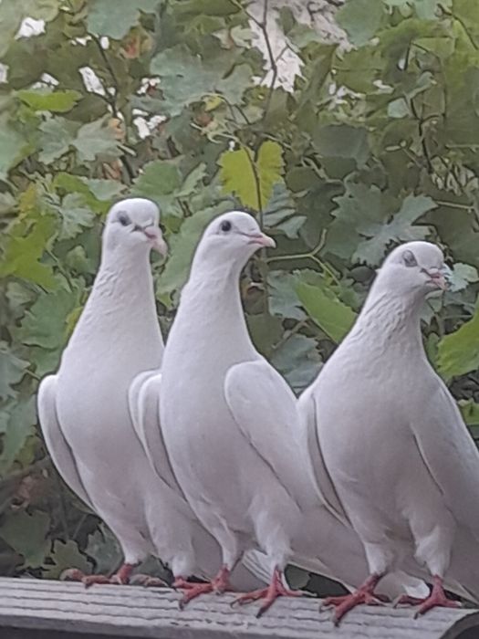 Голуби рубин    .