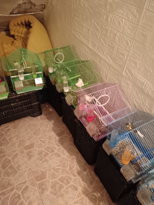 Канарчетата за продан