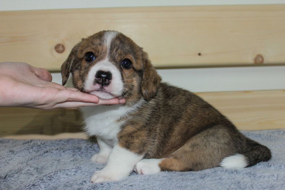 Щенки вельш корги кардиган