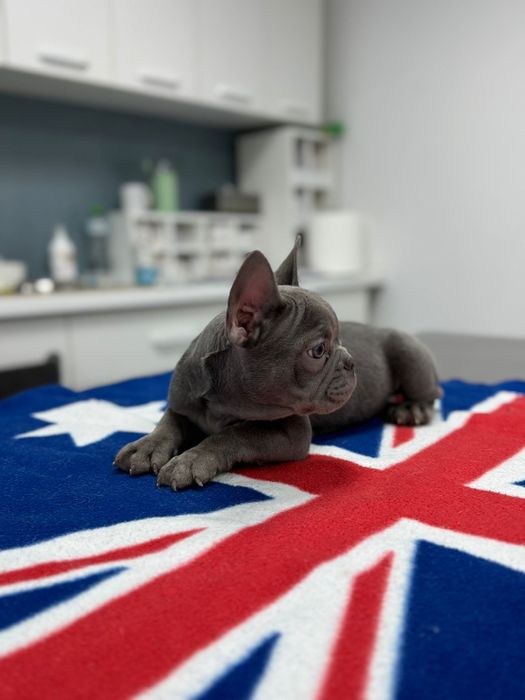 Bulldog francez mascul blue