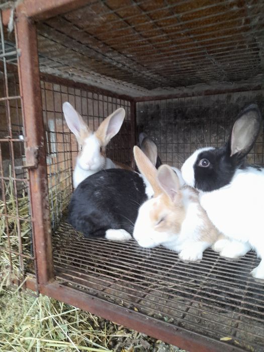 Tineret Hycole pigmentat