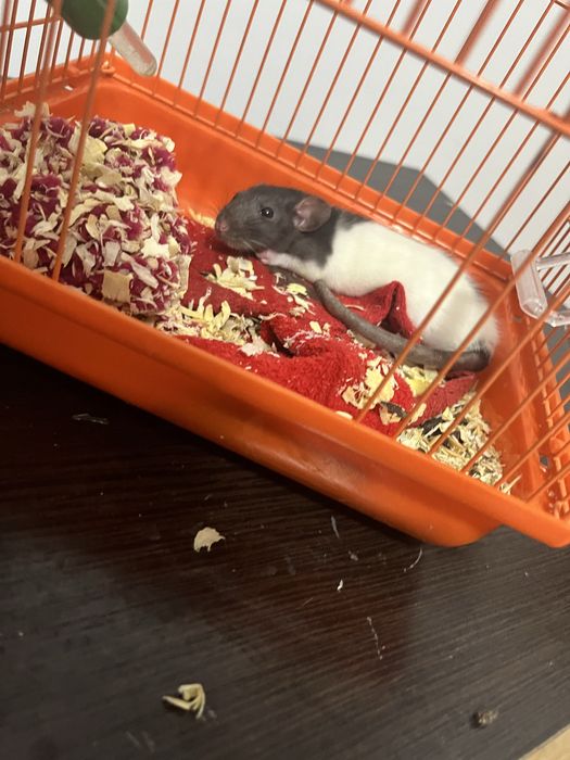 отдам мышку в хорошие руки