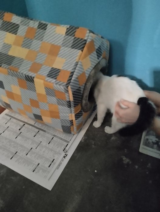 Котенка в добрые руки