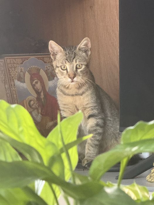 Pisic pentru adoptie