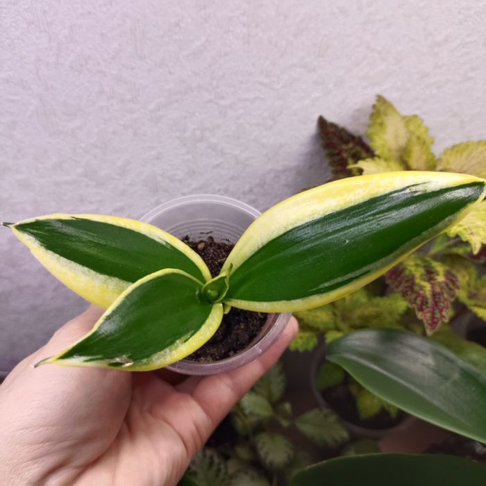 Комнатные растения