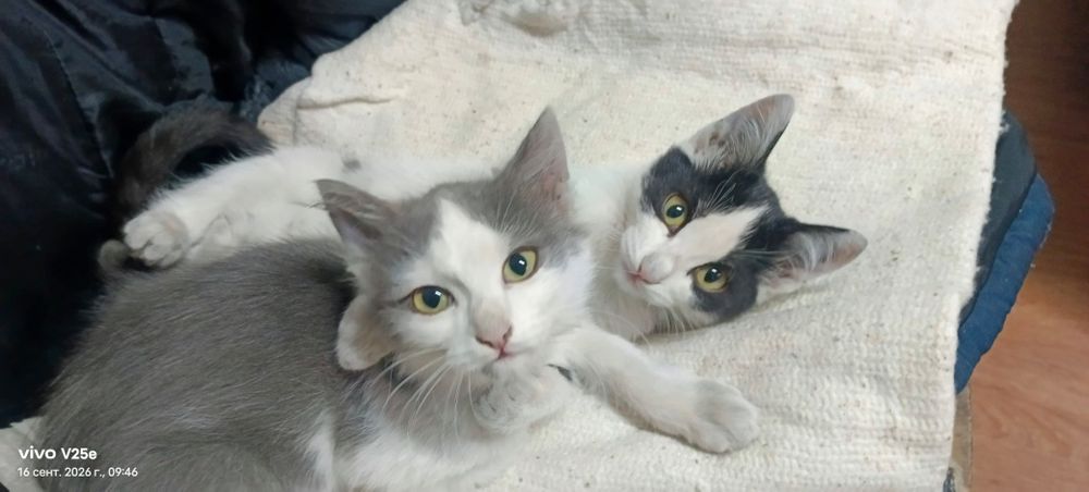 Отдам котика в добрые руки