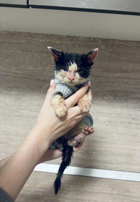 2-месечно момченце търси дом!