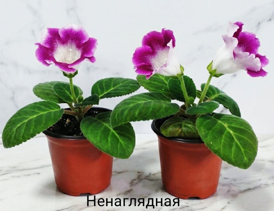 Цветущие не махровые глоксинии.