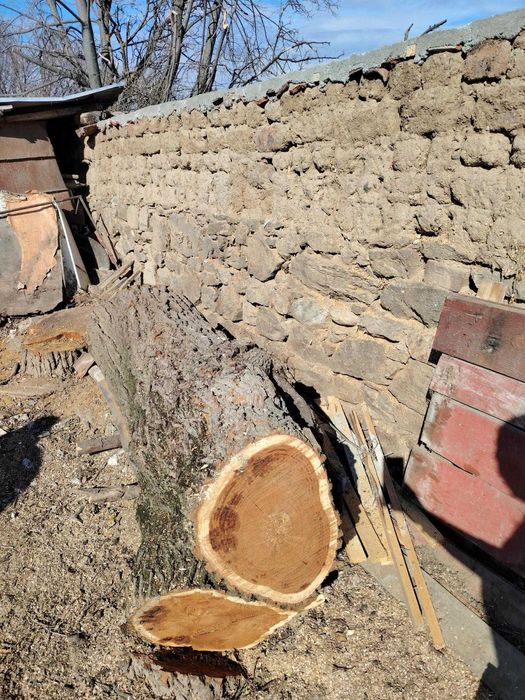 Ствол на черница