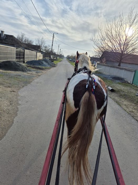 Vand  armasar  pinto perfect pentru echitatie si atelaj