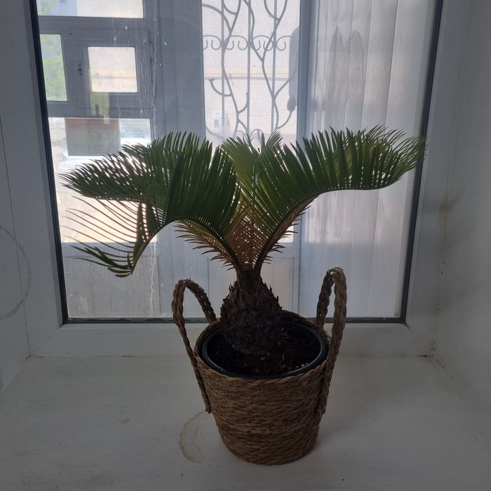 Цветы продам срочно