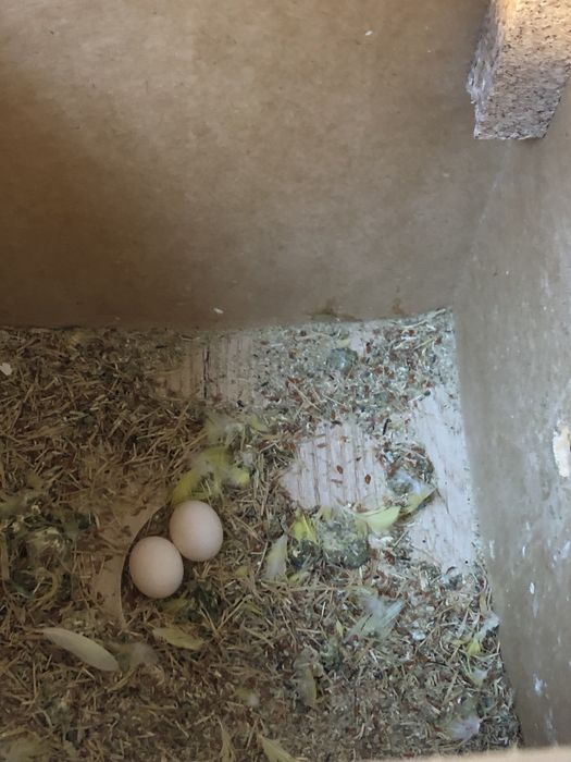 1 yarim yoshli soppa sog’ albinos qushla